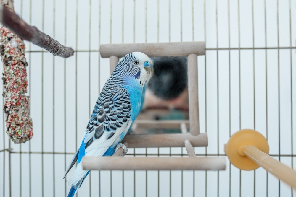 Mirrors OK for Budgies
